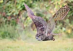 Great-horned owl flying in the forest on green background