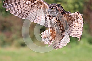 Great-horned owl flying in the forest on green background