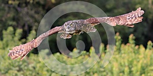 Great-horned owl flying in the forest on green background, Quebec