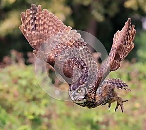 Great-horned owl flying in the forest on green background, Quebec
