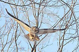 Great-horned Owl flying in the forest, Quebec