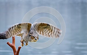 Great Horned Owl flying at raptor show.