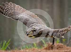 Great Horned Owl flying at raptor show.