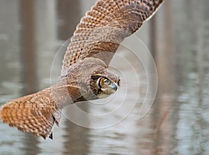 Great Horned Owl flying at raptor show.