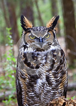 Great Horned Owl in the Forest