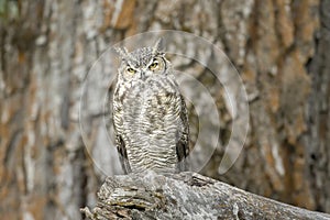 Great horned owl in front of a tree