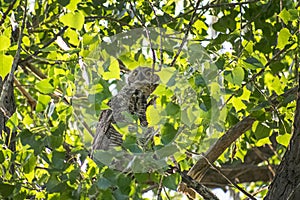 Great Horned Owl Getting Puffy in the Woods