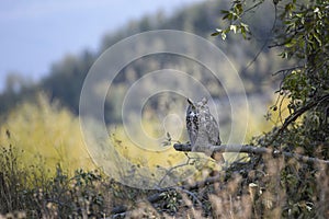 Great horned owl in Grand Teton National Park