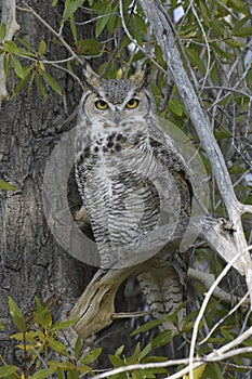 Great horned owl in Grand Teton National Park