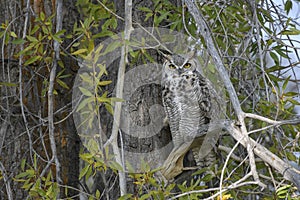 Great horned owl in Grand Teton National Park