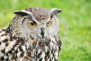 Great Horned Owl Head Close Up