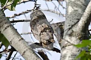 Great Horned Owl Holding Captured Rodent