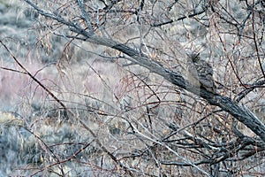 Great Horned Owl or Hoot Owl, Bubo virginianus, on a branch in the forest at dusk looking for prey.