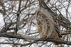 Great Horned Owl or Hoot Owl, Bubo virginianus, on a branch in the forest at dusk looking for prey.