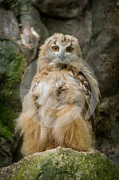 great horned owl hubo bubo