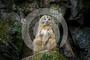 great horned owl hubo bubo photo