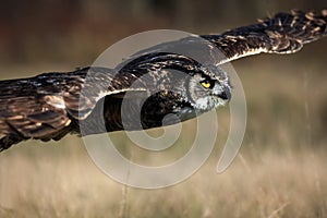 Great Horned Owl Hunting