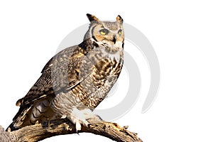 Great Horned Owl