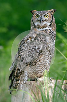 A great horned owl with its beak partially open