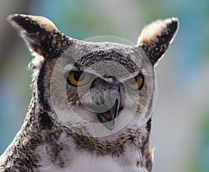 A Great Horned Owl with its mouth open