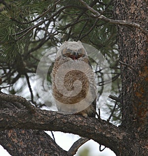 Great Horned Owl juvenile bubo virginianus