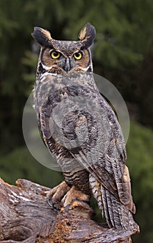 Great Horned Owl Look