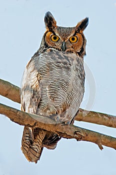 Great Horned Owl