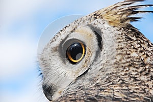 Great Horned Owl Looking Left Eyes Wide Open