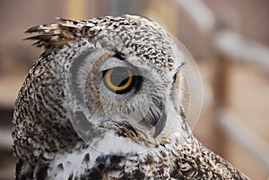 Great horned owl looks to the right