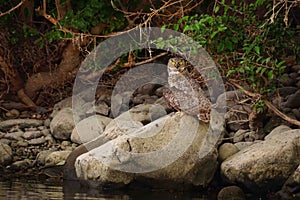 Great Horned Owl Mantling over its prey, Columbia River Bank, near Richland, Washington photo