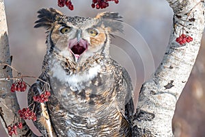 Great Horned Owl with mouth open