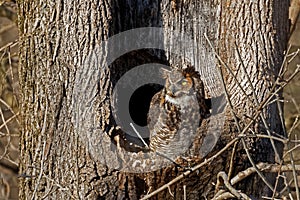 Great Horned Owl at Nest