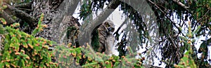 great horned owl nest with babies and a mom