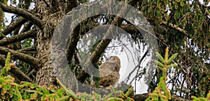 great horned owl nest with babies and a mom