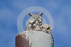 Great Horned Owl Nest With Two Owlets