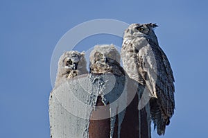 Great Horned Owl Nest With Two Owlets