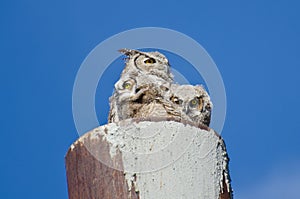 Great Horned Owl Nest With Two Owlets