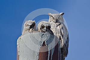 Great Horned Owl Nest With Two Owlets