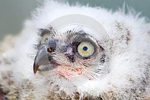 Great Horned Owl nestling side angle view