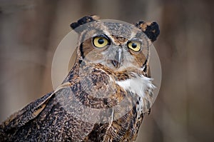 Great Horned Owl no. 2