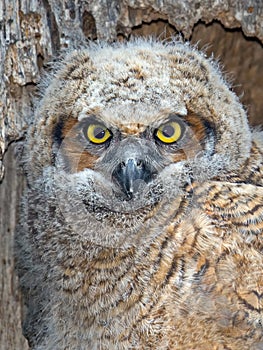 A Great Horned Owl Owlet Close up