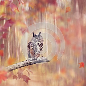 Great Horned Owl perched in the autumn woods