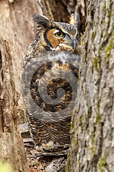 Great Horned Owl Perched in the Crook of a Tree