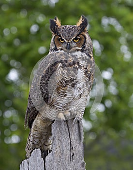 Great Horned Owl Perched on Fence Post