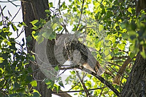 Great Horned Owl Perched in the Forest