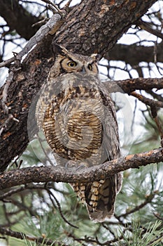 Great Horned Owl Perched in a Pine Tree