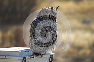 Great Horned Owl Perched Watching