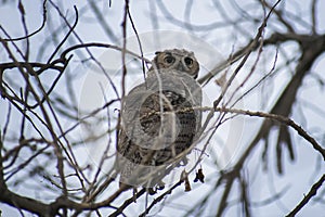 Great Horned Owl Perched Watching in the Evening