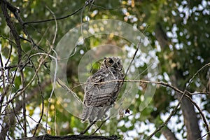 Great Horned Owl Perched in the Woods