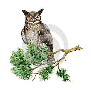 Great horned owl on the pine branch. Watercolor illustration. Bubo virginianus North America native avian. Great horned